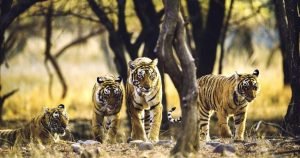  Best Business Hotels near Jaipur Railway Station - Raya Inn